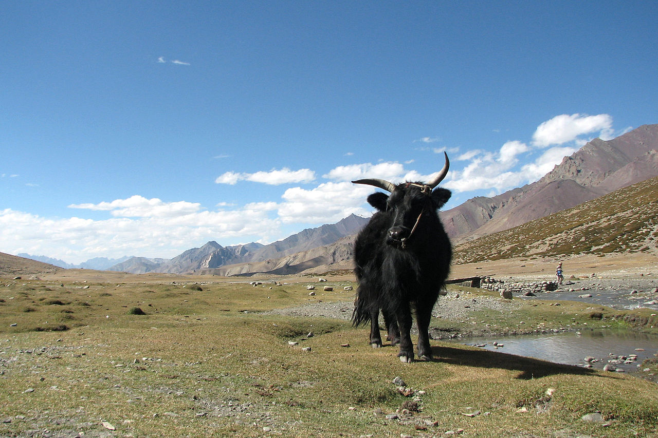 Yak at markha valley“ von Balachandran Chandrasekharan